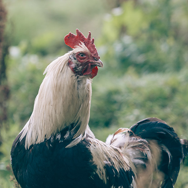 Photograph of Chickens of Yorkshire by Alex Nichol