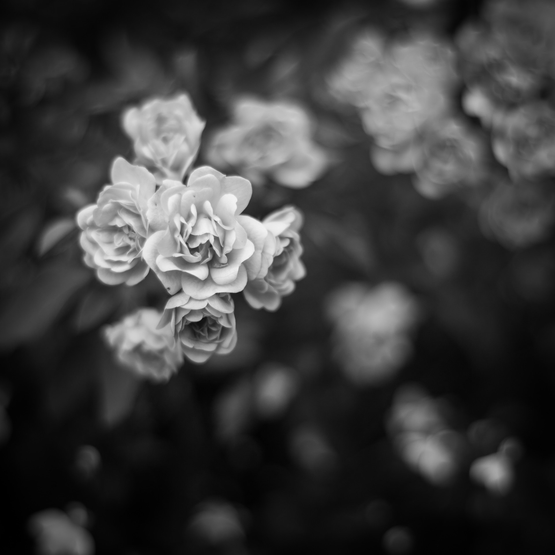 Photograph of Zeiss 50mm Planar f/1.4 Test by Alex Nichol