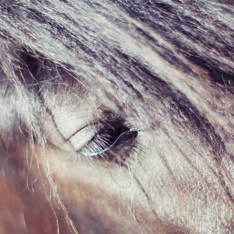 Photograph of Beamish Horse by Alex Nichol