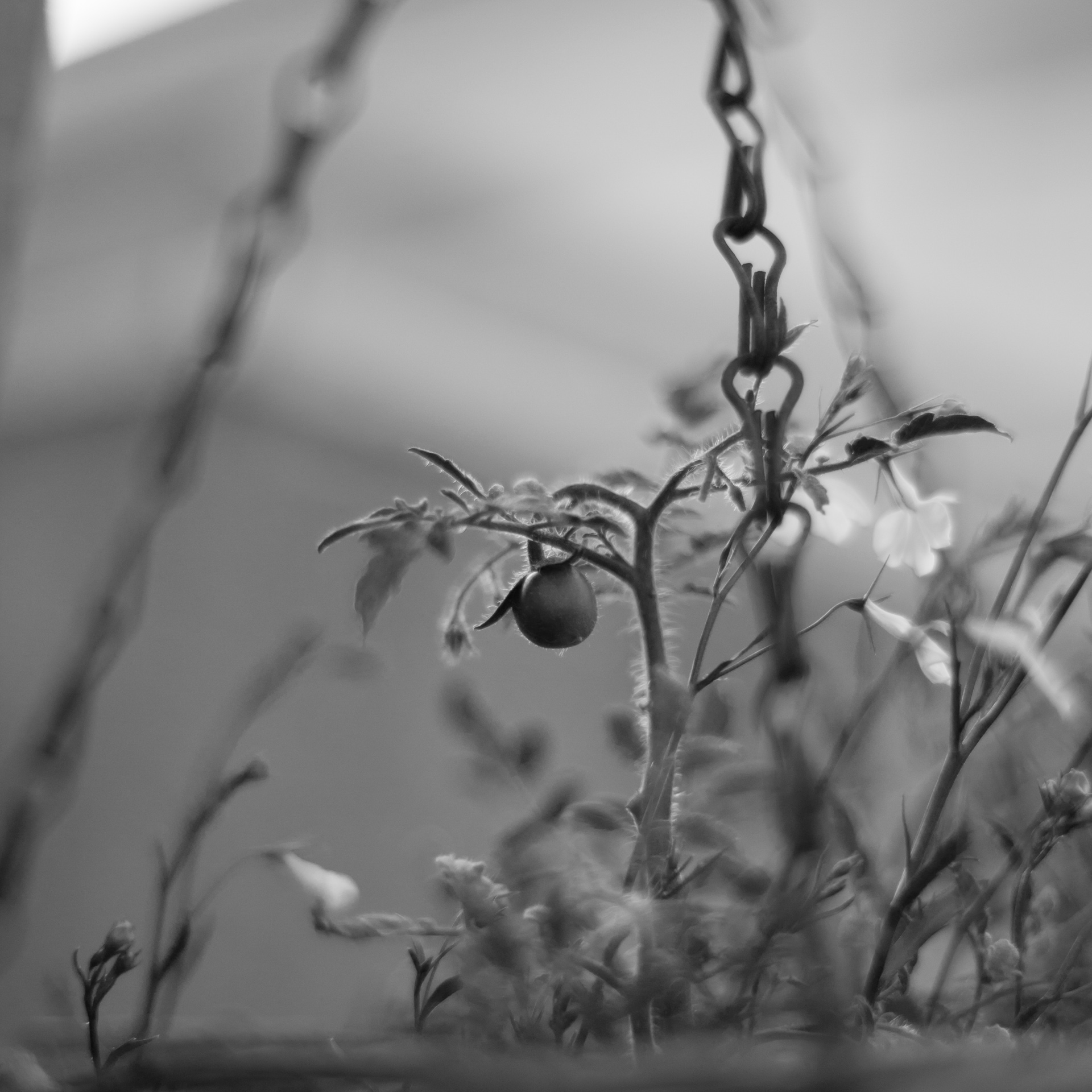 Photograph of Tiny Tomato by Alex Nichol