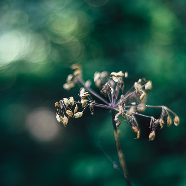 Photograph of Plessey Woods Abstract by Alex Nichol