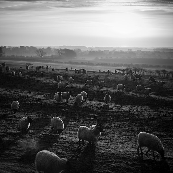 Photograph of Mint Sauce by Alex Nichol