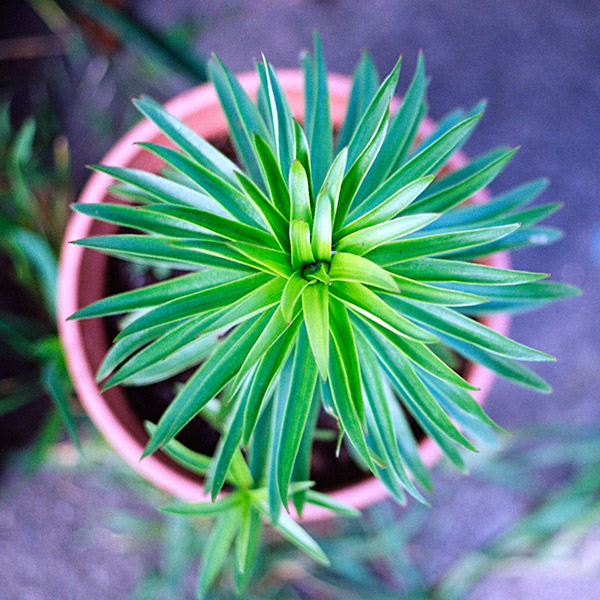 Photograph of Plant by Alex Nichol