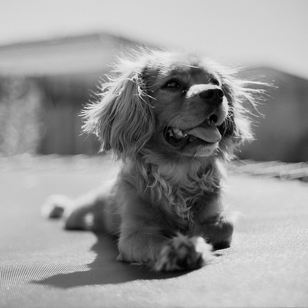 Photograph of Stampy by Alex Nichol