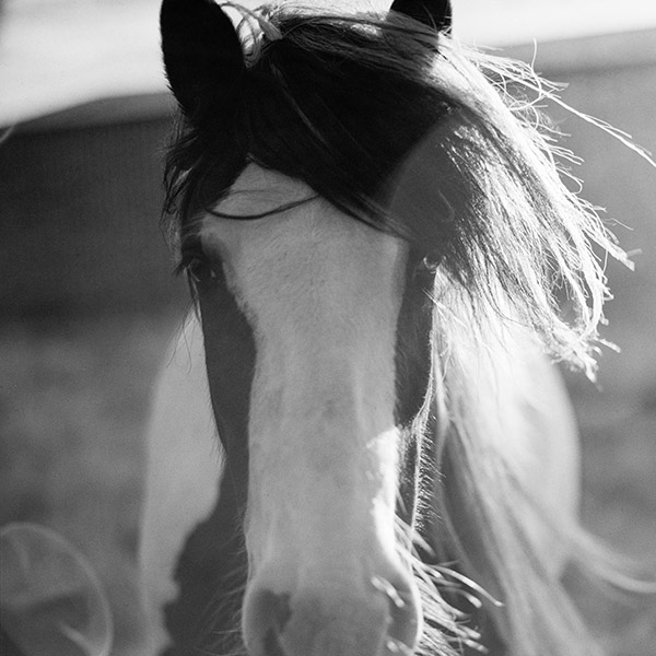 Photograph of Emo Horse by Alex Nichol