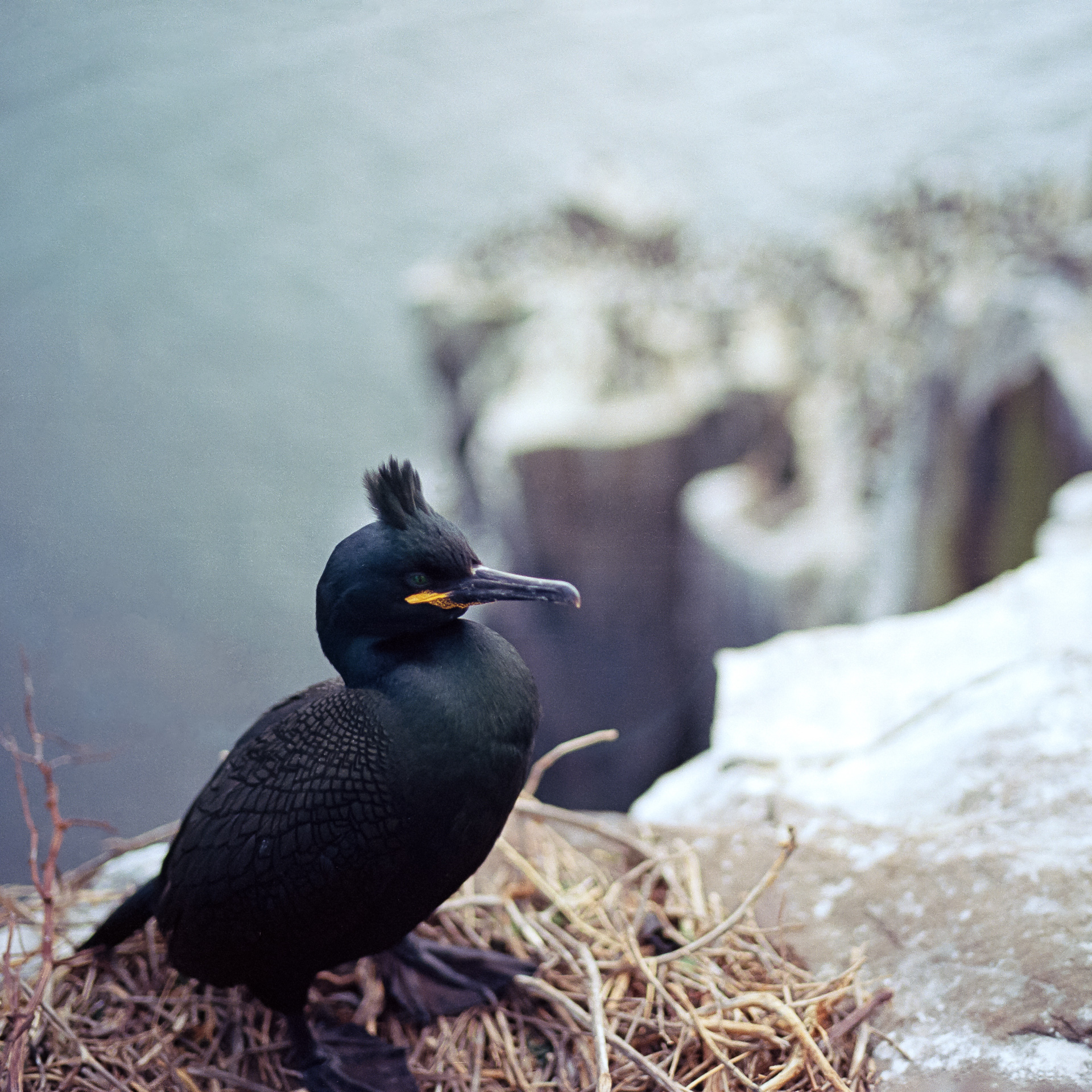 Photograph of Shag on a Cliff by Alex Nichol