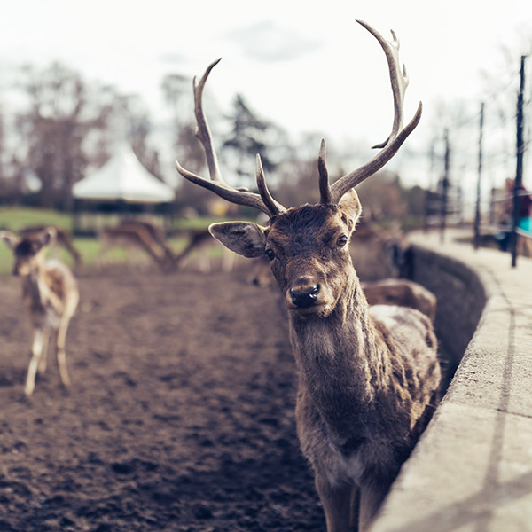 Photograph of Whitworth Hall Deer Park by Alex Nichol