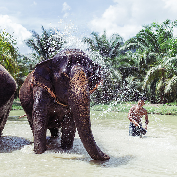 Photograph of Krabi Elephant Sanctuary by Alex Nichol