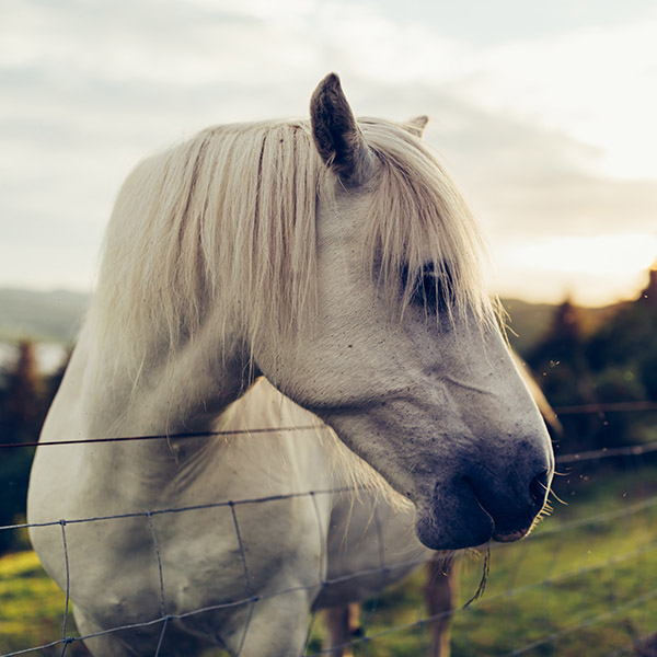 Photograph of Eaten Alive by Alex Nichol
