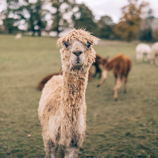 Photograph of Alpacaly Ever After by Alex Nichol
