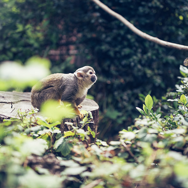 Photograph of Monkey World by Alex Nichol