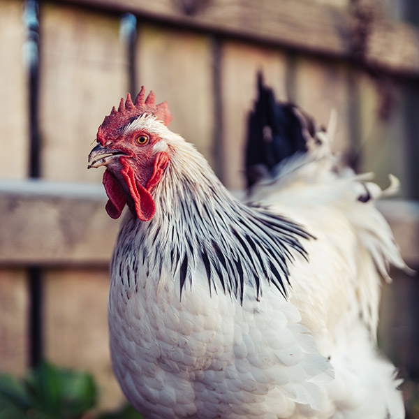 Photograph of Chickens of Pickering by Alex Nichol