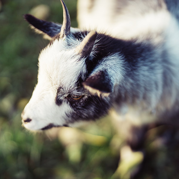 Photograph of Goats of Pickering by Alex Nichol