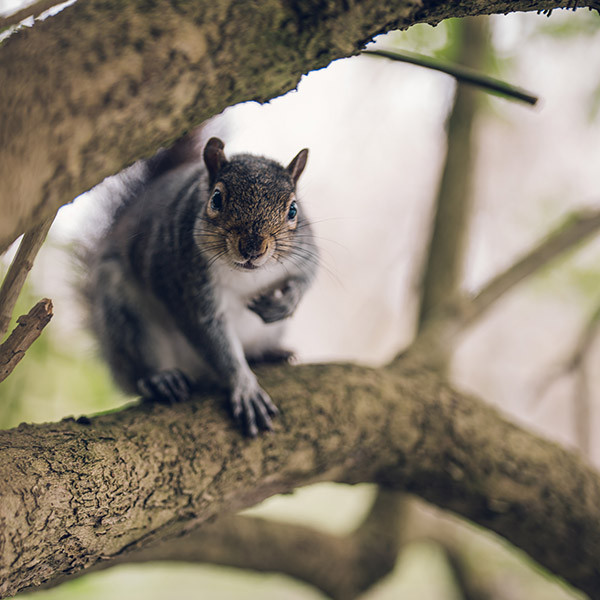 Photograph of Squirrels of Peasholm Park by Alex Nichol