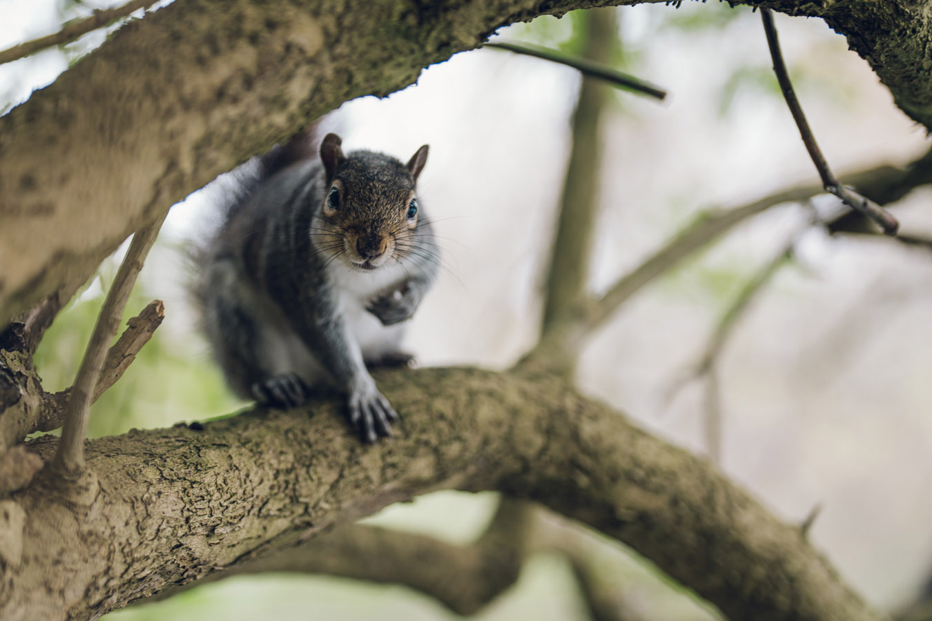 Squirrels of Peasholm Park