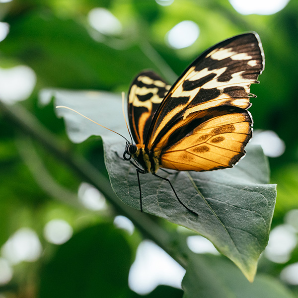 Photograph of Vlindersafari Butterfly Farm by Alex Nichol
