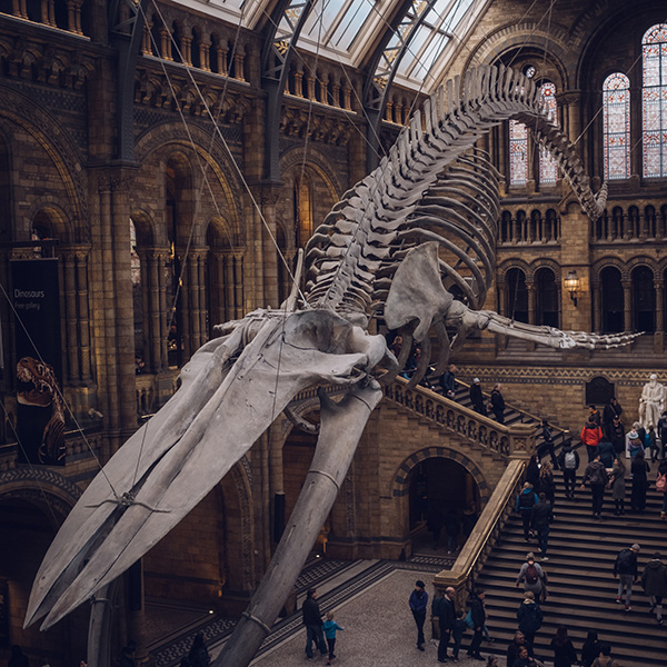 Photograph of Natural History Museum by Alex Nichol
