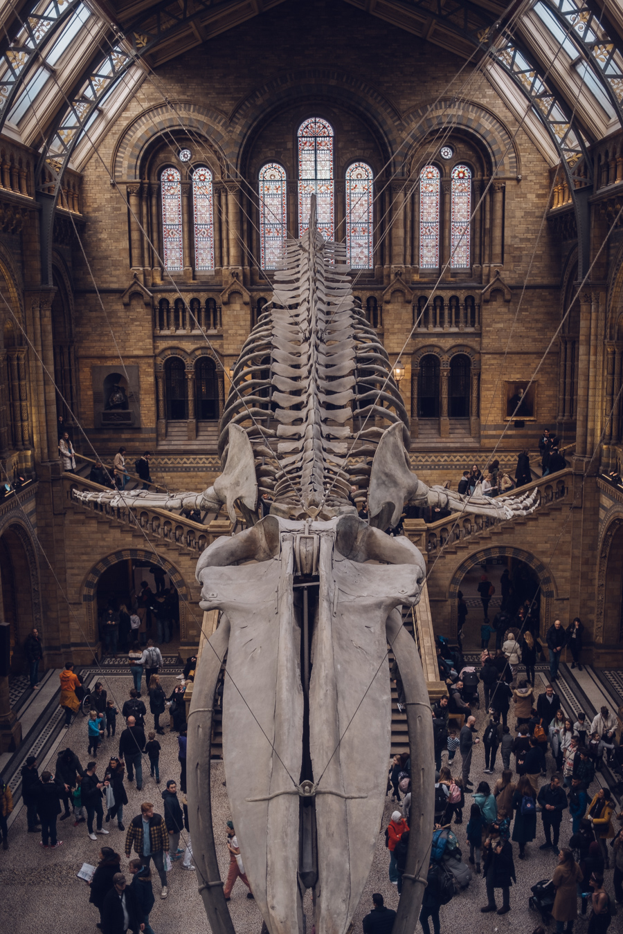Photograph of London Natural History Museum by Alex Nichol