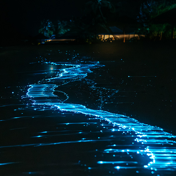 Photograph of Bioluminescence by Alex Nichol