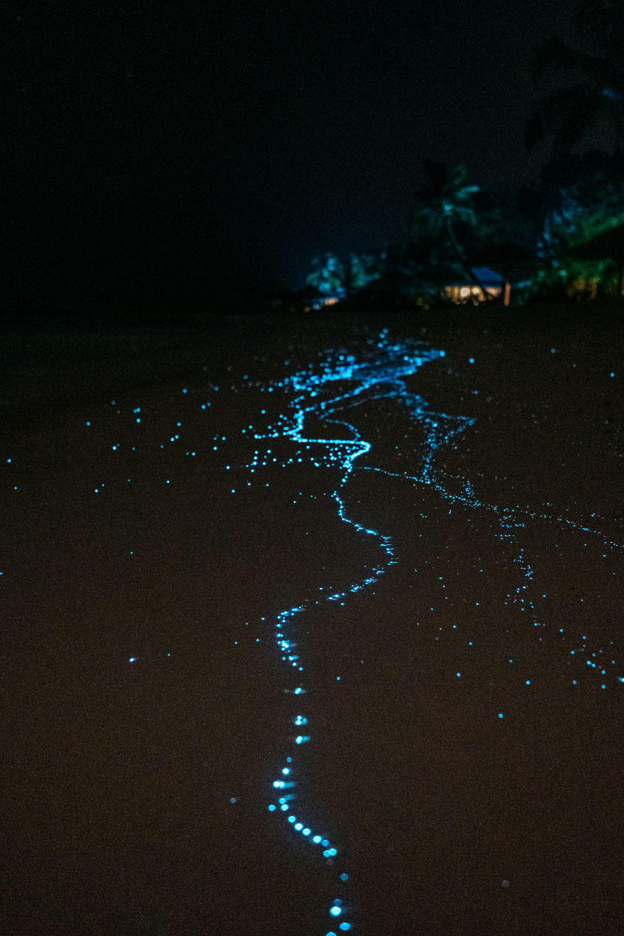 Photograph of Bioluminescence at Baa Atoll, Maldives by Alex Nichol
