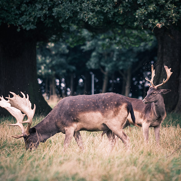 Photograph of Raby Castle by Alex Nichol