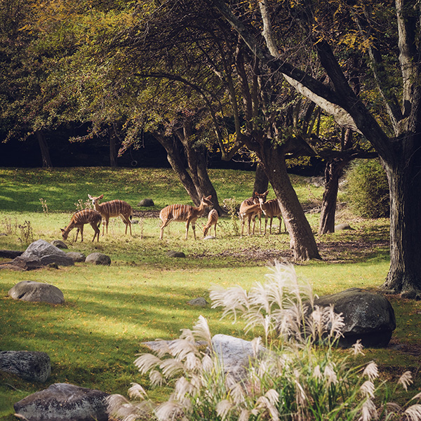 Photograph of Bronx Zoo by Alex Nichol