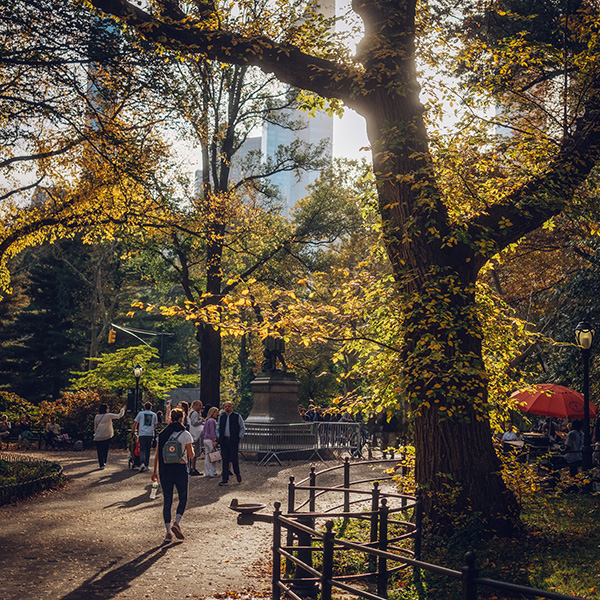 Photograph of Central Park by Alex Nichol