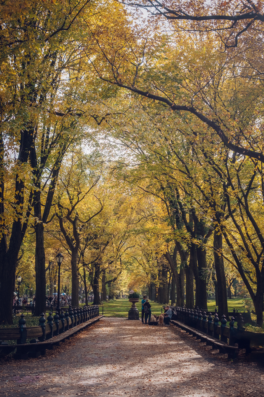 Photograph of Central Park in Autumn, New York by Alex Nichol