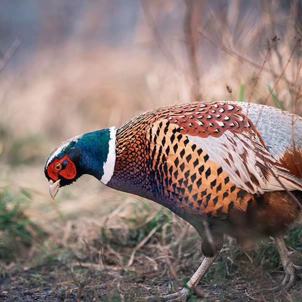 Photograph of High Hauxley by Alex Nichol