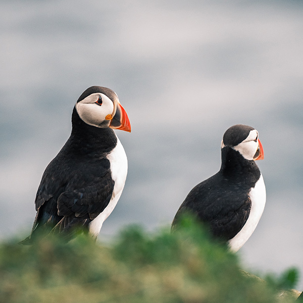 Photograph of Inner Farne by Alex Nichol