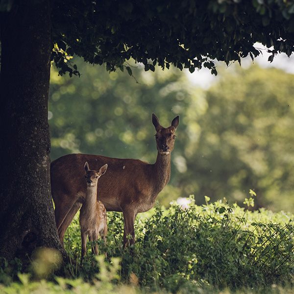 Photograph of Raby Castle Deer Park by Alex Nichol