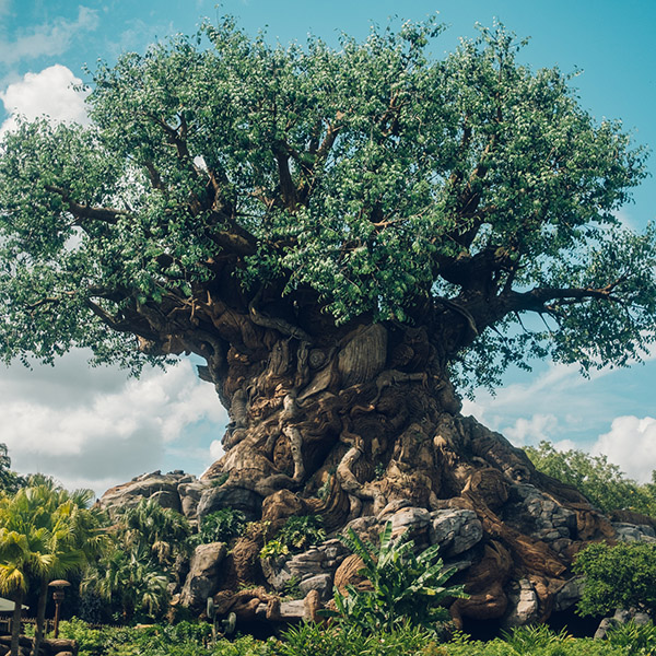 Photograph of Animal Kingdom by Alex Nichol