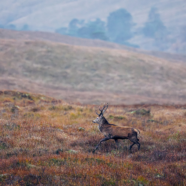Photograph of Bridge of Orchy by Alex Nichol