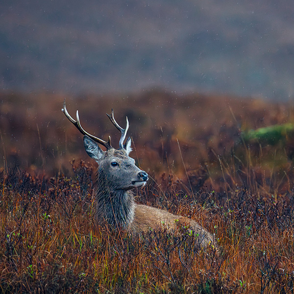 Photograph of Loch Tulla by Alex Nichol