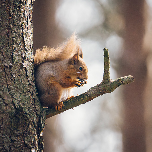 Photograph of Pow Hill Country Park by Alex Nichol
