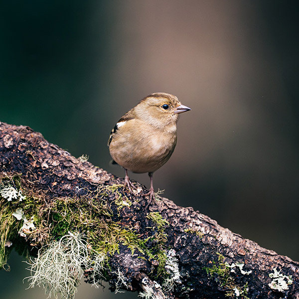 Photograph of Birds by Alex Nichol