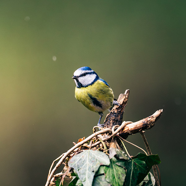Photograph of Blue Tit by Alex Nichol