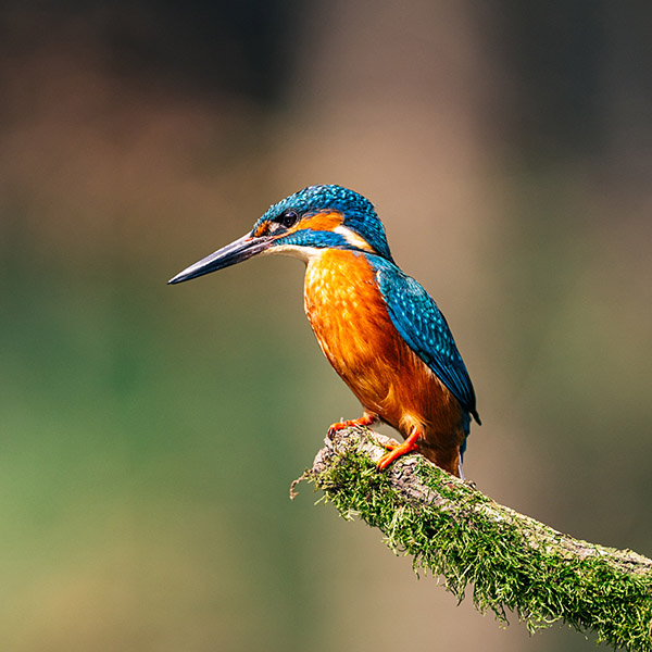 Photograph of Kingfisher by Alex Nichol