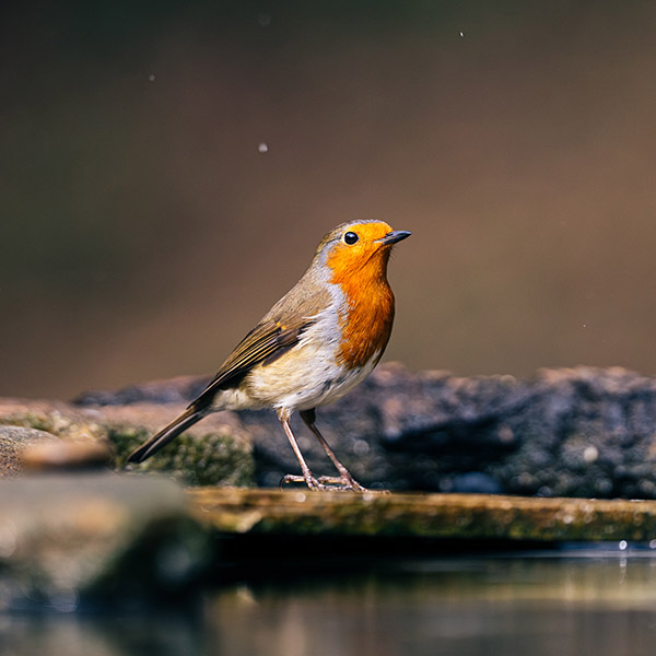 Photograph of Robin by Alex Nichol